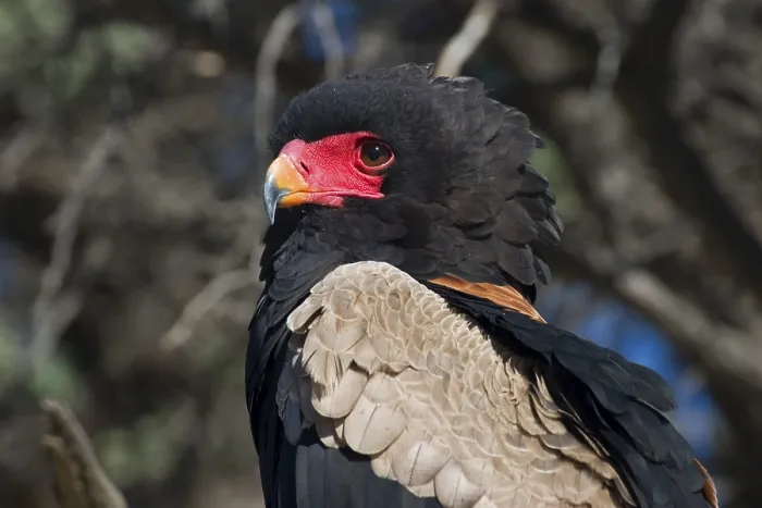Framed Print : Bateleur eagle. Kgalagadi Transfrontier Park