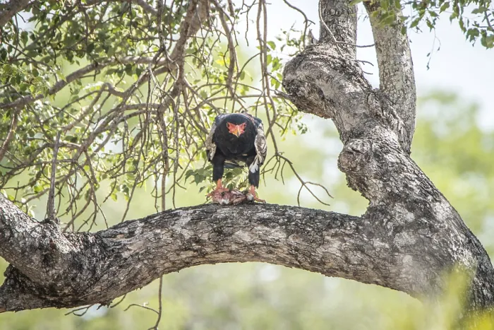 Framed Print : Bateleur eating in a tree in the Kruger National Park