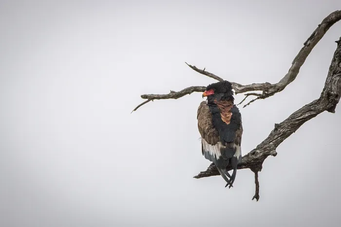 Framed Print : Bateleur resting on a branch in the Kruger National Park