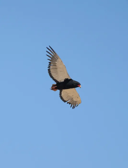 Framed Print : Bateleur (Terathopius ecaudatus)