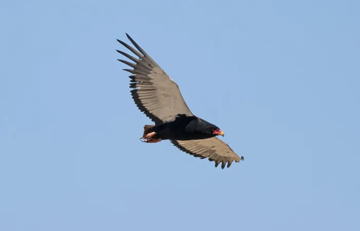 Framed Print : Bateleur (Terathopius ecaudatus)