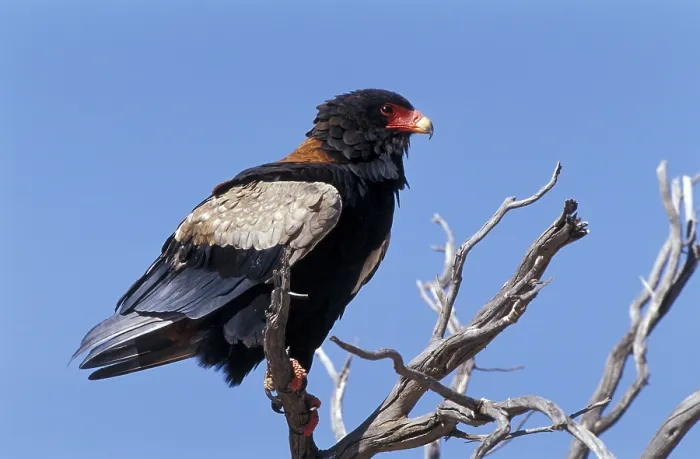 Framed Print : Bateleur (Terathopius ecaudatus) Framed Print : Bateleur (Terathopius ecaudatus)