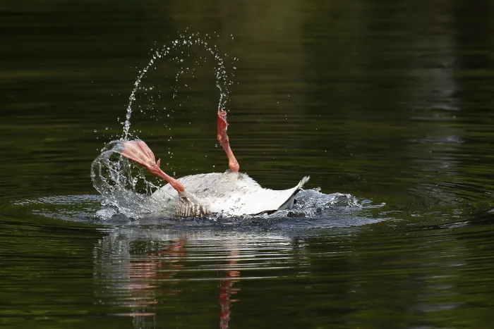 Framed Print : Bathing Greylag Goose (Anser anser) splashing with water