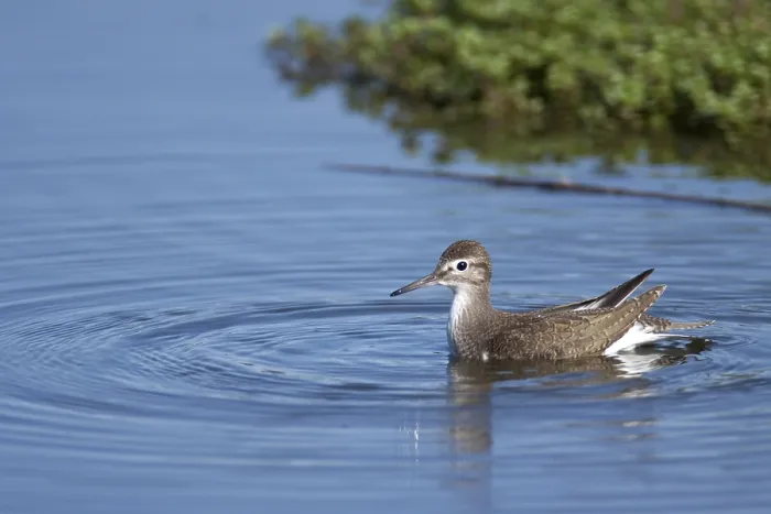 Framed Print : Bathing sandpiper (Actitis hypoleucos)