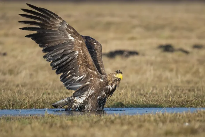 Framed Print : Bathing White-tailed eagle (Haliaeetus albicilla)