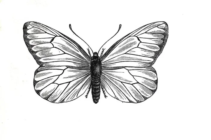 Framed Print : Baumweissling, black-veined white (Aporia crataegi) is a butterfly Framed Print : Baumweissling, black-veined white (Aporia crataegi) is a butterfly