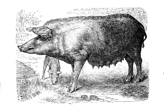 Framed Print : Bavarian country pig, is a rare domestic pig breed in Germany Framed Print : Bavarian country pig, is a rare domestic pig breed in Germany