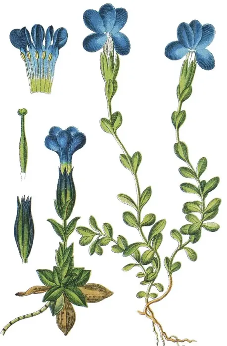 Framed Print : Bavarian gentian (Gentiana bavarica) left