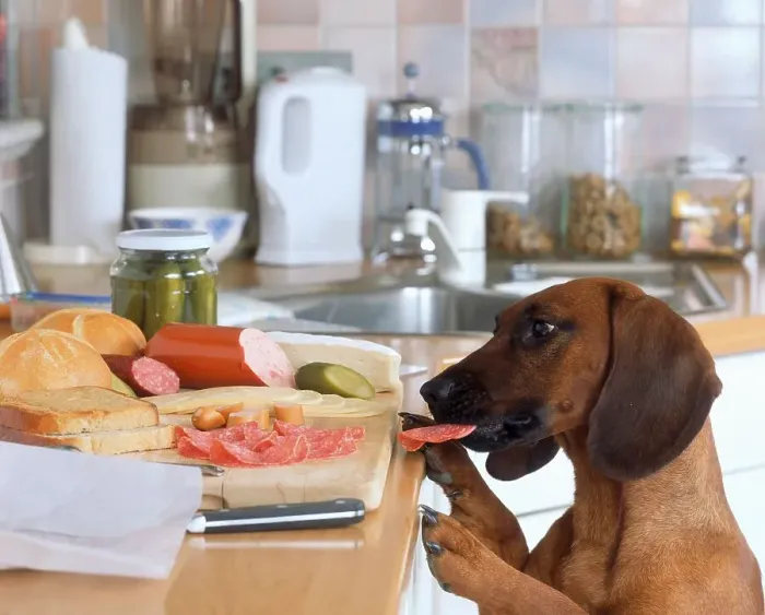 Framed Print : Bavarian mountain sweat dog steals sausage from sideboard Framed Print : Bavarian mountain sweat dog steals sausage from sideboard