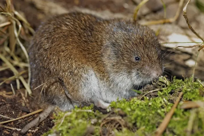 Framed Print : Bavarian pine vole sitting on floor with green moss looking right