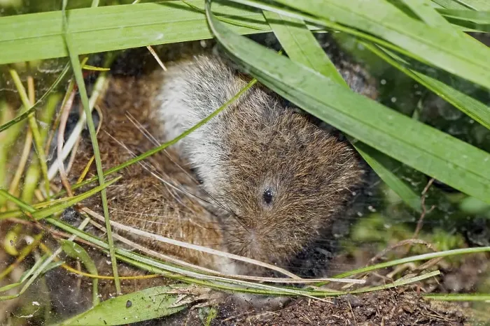 Framed Print : Bavarian pine vole sitting on the ground between green blades of grass looking down to the right