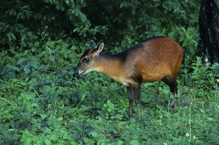 Framed Print : Bay duiker, black-backed duiker (Cephalophus dorsalis)