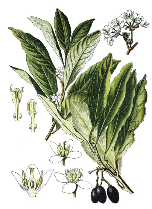 Framed Print : Bay laurel (Laurus nobilis), medicinal plant