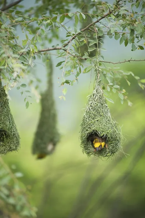 Framed Print : Baya weaver flying for nesting, India