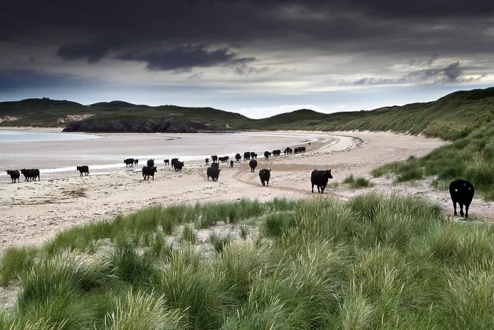 Framed Print : Beach, Cows, Dunes, Marram Grass