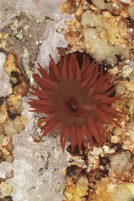 Framed Print : Beadlet anemones (Actinia equina)