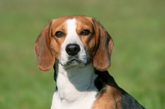 Framed Print : Beagle