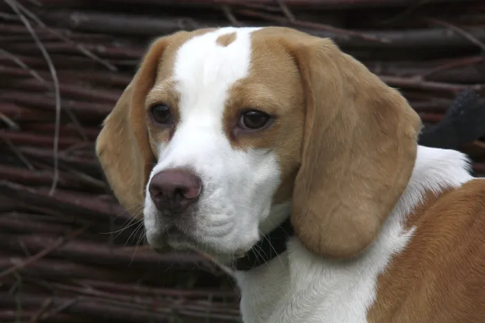 Framed Print : Beagle Framed Print : Beagle