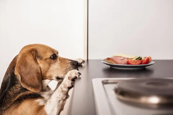 Framed Print : Beagle begging for food in the kitchen