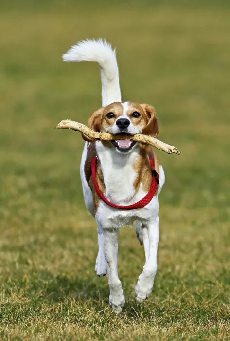 Framed Print : Beagle with branch in mouth jumps across meadow Framed Print : Beagle with branch in mouth jumps across meadow