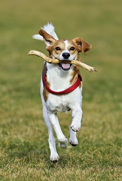 Framed Print : Beagle with branch in mouth jumps across meadow