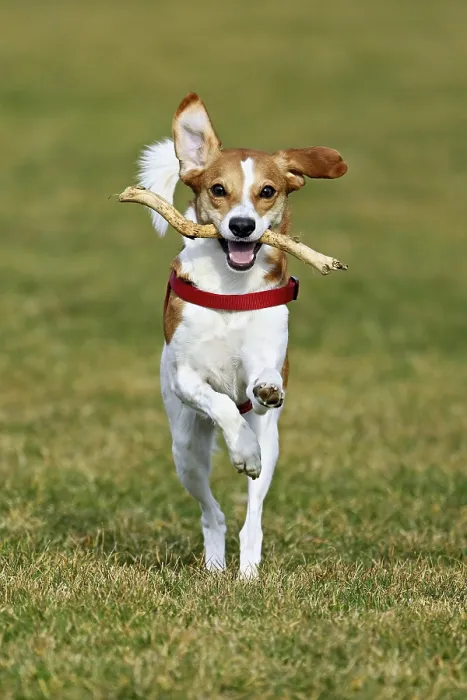 Framed Print : Beagle with branch in mouth jumps across meadow