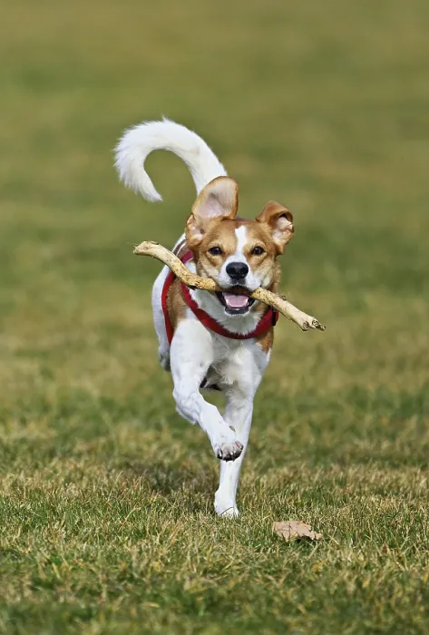 Framed Print : Beagle with branch in mouth jumps across meadow Framed Print : Beagle with branch in mouth jumps across meadow