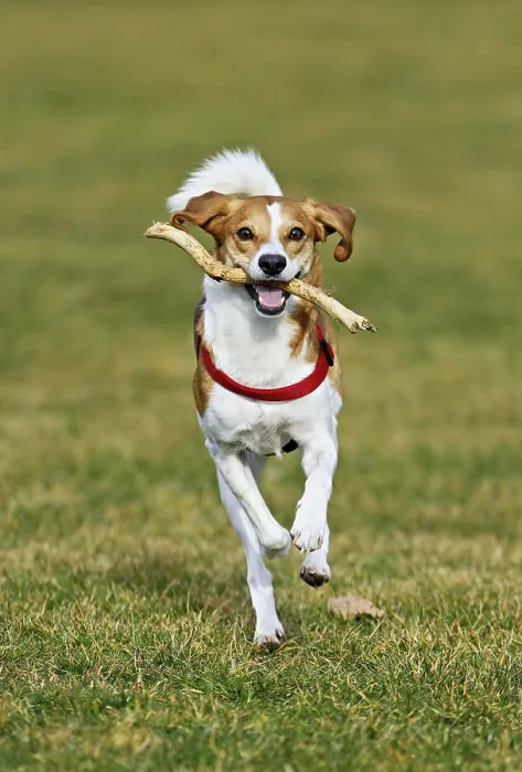 Framed Print : Beagle with branch in mouth jumps across meadow Framed Print : Beagle with branch in mouth jumps across meadow
