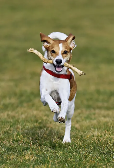 Framed Print : Beagle with branch in mouth jumps across meadow