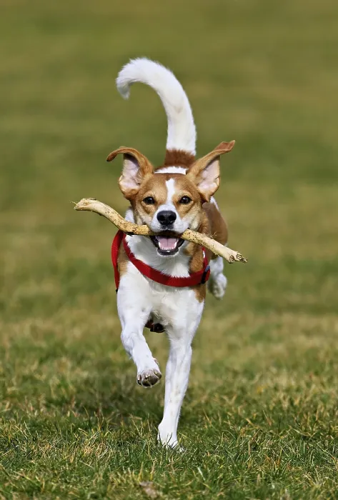Framed Print : Beagle with branch in mouth jumps across meadow Framed Print : Beagle with branch in mouth jumps across meadow