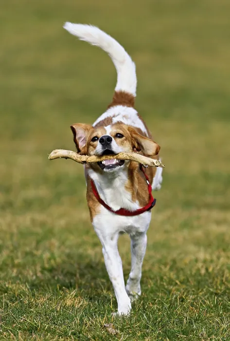 Framed Print : Beagle with branch in mouth jumps across meadow Framed Print : Beagle with branch in mouth jumps across meadow
