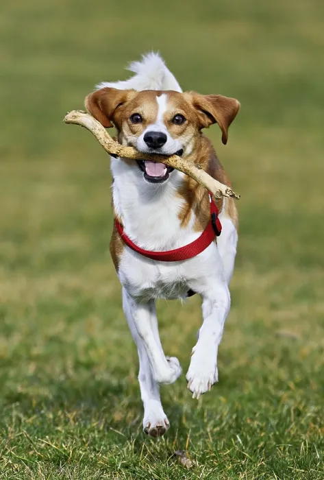 Framed Print : Beagle with branch in mouth jumps across meadow Framed Print : Beagle with branch in mouth jumps across meadow