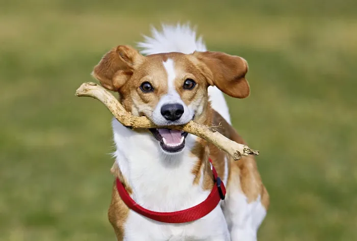 Framed Print : Beagle with branch in mouth jumps across meadow