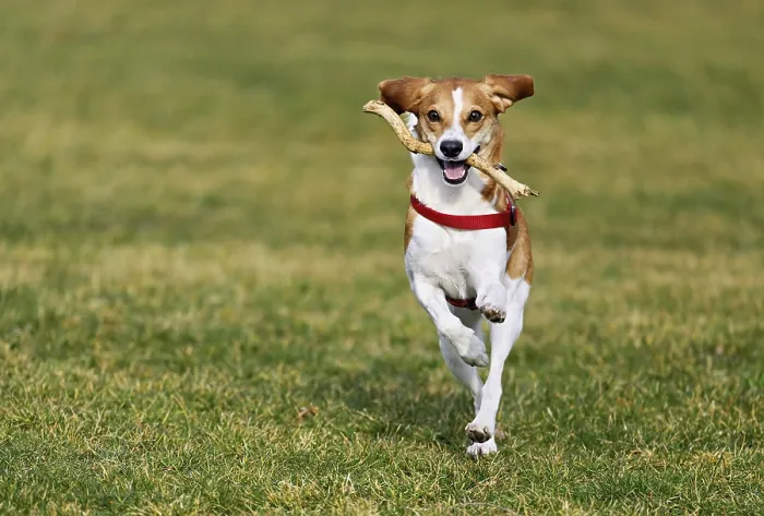 Framed Print : Beagle with branch in mouth jumps across meadow Framed Print : Beagle with branch in mouth jumps across meadow
