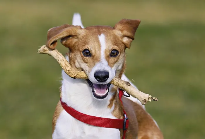 Framed Print : Beagle with branch in mouth jumps across meadow