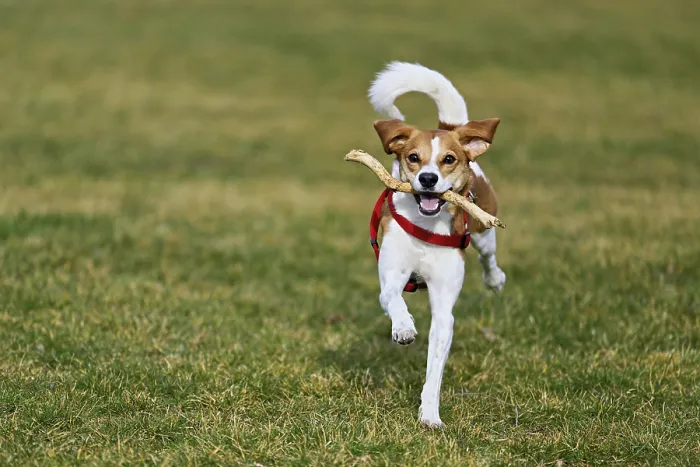 Framed Print : Beagle with branch in mouth jumps across meadow Framed Print : Beagle with branch in mouth jumps across meadow