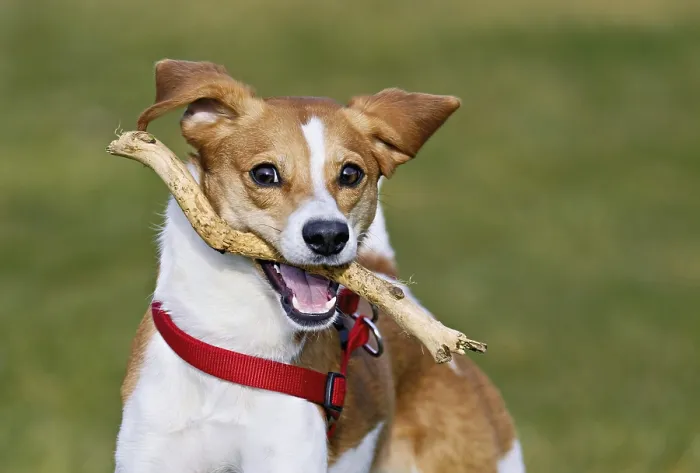 Framed Print : Beagle with branch in mouth jumps across meadow