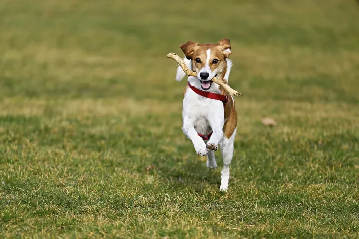 Framed Print : Beagle with branch in mouth jumps across meadow