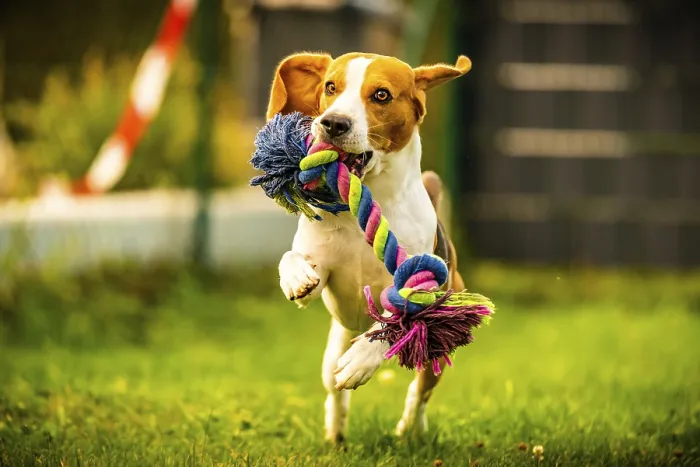 Framed Print : Beagle dog jumping and running with a toy outdoor towards the camera