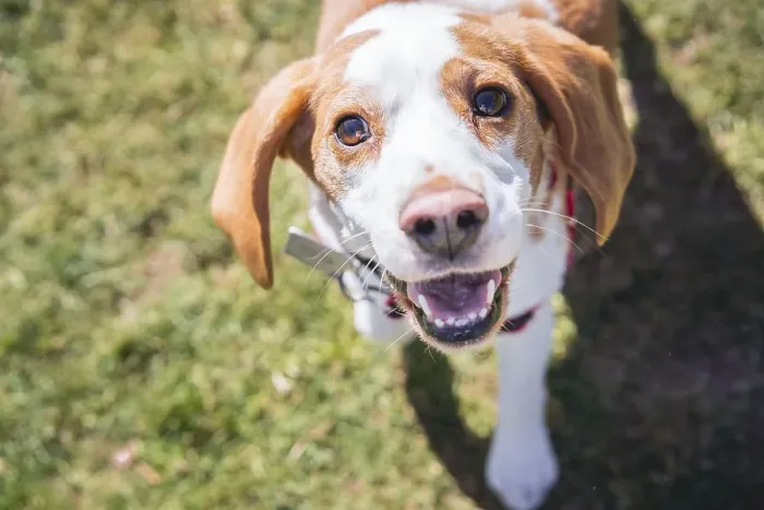 Framed Print : Beagle dog on lawn looking at camera while walking