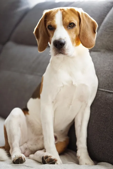Framed Print : Beagle dog sitting on sofa in cozy home