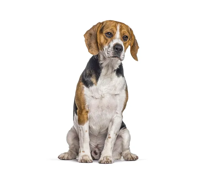 Framed Print : Beagle dog sitting against a white background
