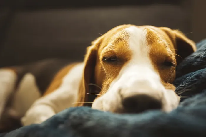 Framed Print : Beagle dog tired sleeps on a couch Framed Print : Beagle dog tired sleeps on a couch