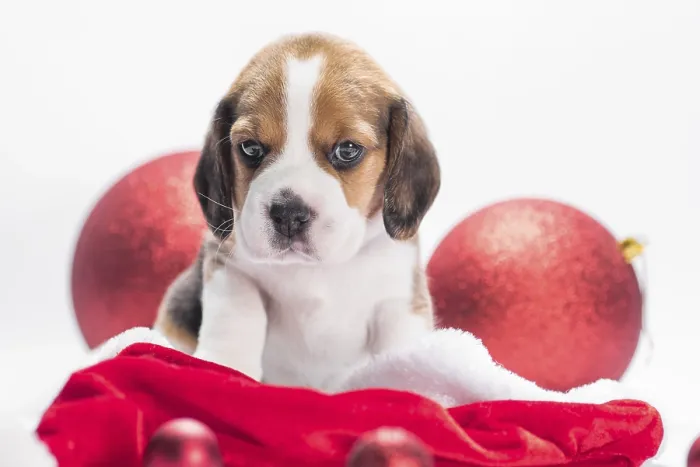 Framed Print : Beagle puppy in Santa hat is sitting near two Christmas balls on a white background