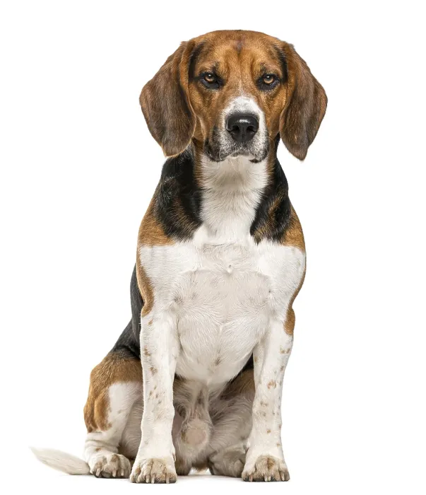 Framed Print : Beagle sitting in front of a white background