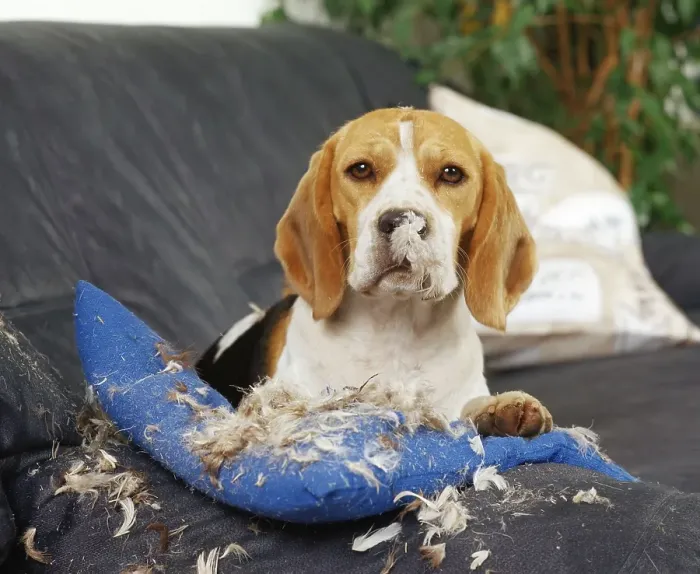Framed Print : Beagle with torn cushion, naughty Framed Print : Beagle with torn cushion, naughty