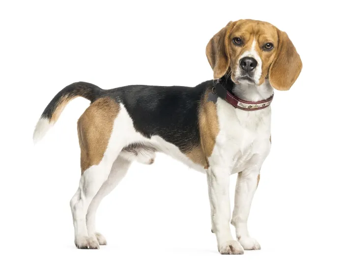 Framed Print : Beagle in front of white background