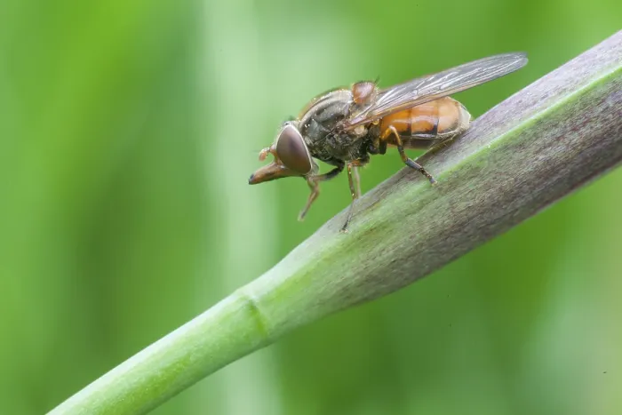Framed Print : Beaked hoverfly (Rhingia campestris)