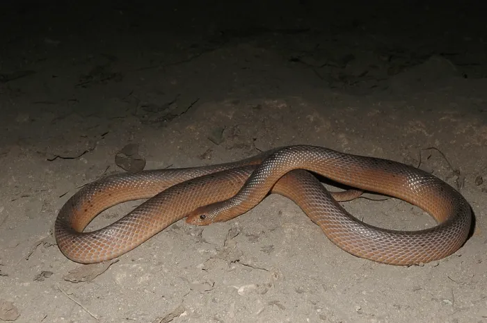 Framed Print : Beaked Nose Snake (Scaphiophis albopunctatus) Framed Print : Beaked Nose Snake (Scaphiophis albopunctatus)