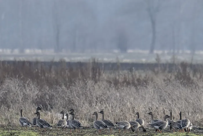 Framed Print : Bean geese (Anser fabalis), Emsland Framed Print : Bean geese (Anser fabalis), Emsland